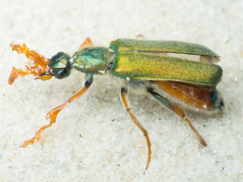 Cerocoma schreberi Fabricius, 1781